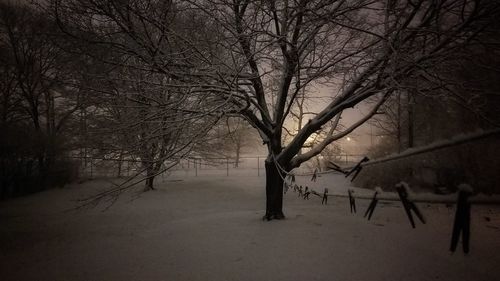 Bare trees on snow covered landscape