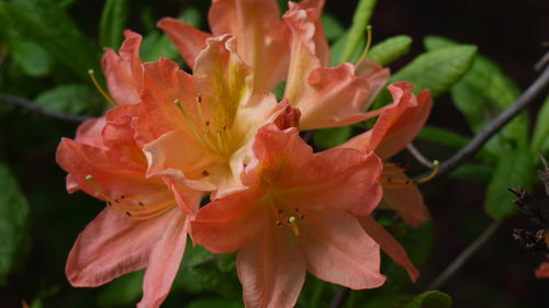 Close-up of pink flower