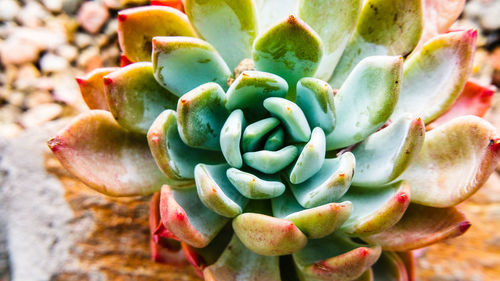 Close-up high angle view of cactus plant