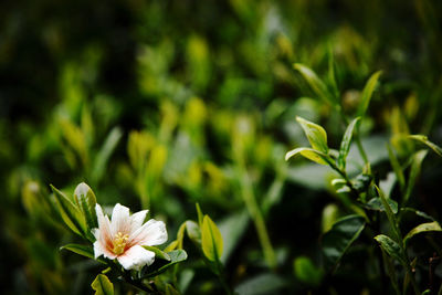 Close-up of flowering plant