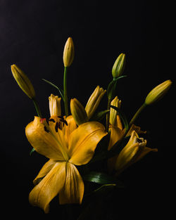 Close-up of yellow flowers against black background