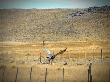 Bird flying over a field