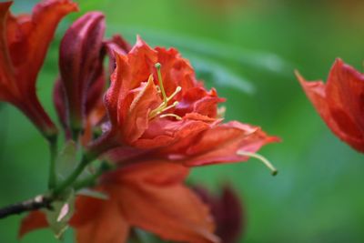 Close-up of red flowering plant
