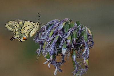 Close-up of butterfly flying