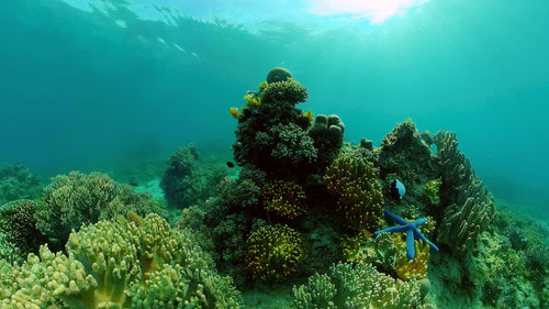 undersea