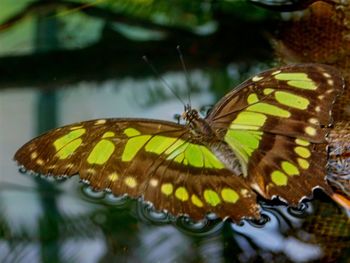 Close-up of butterfly on leaf