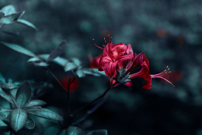 Close-up of red rose flower