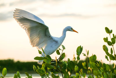 Bird flying in the sky