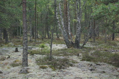 Trees in forest