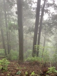 Trees in forest