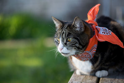 Close-up of a cat looking away