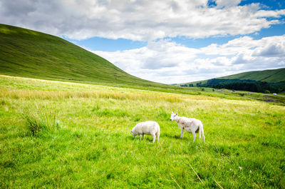 Sheep grazing in a field