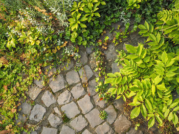 Close-up of plants