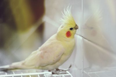 Close-up of bird perching on branch