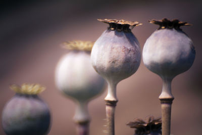 still life photography