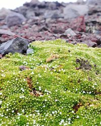 Close-up of snake on rock