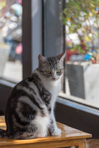 Close-up portrait of cat sitting