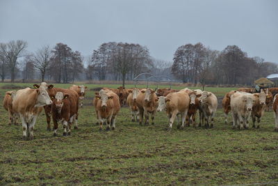 Cows on field against sky