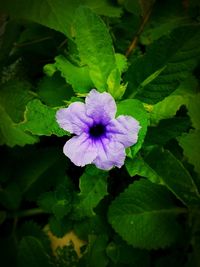 Close-up of purple flowers