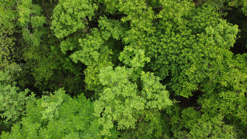 High angle view of fresh green plants in forest