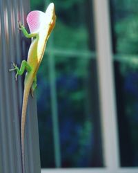 Close-up of lizard on plant