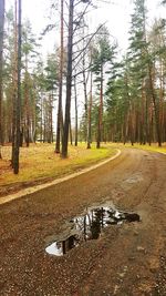 Road passing through forest