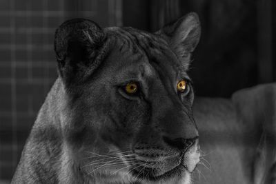 Close-up portrait of a cat looking away