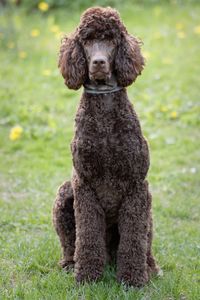 Portrait of brown poodle dog standing on grassy field