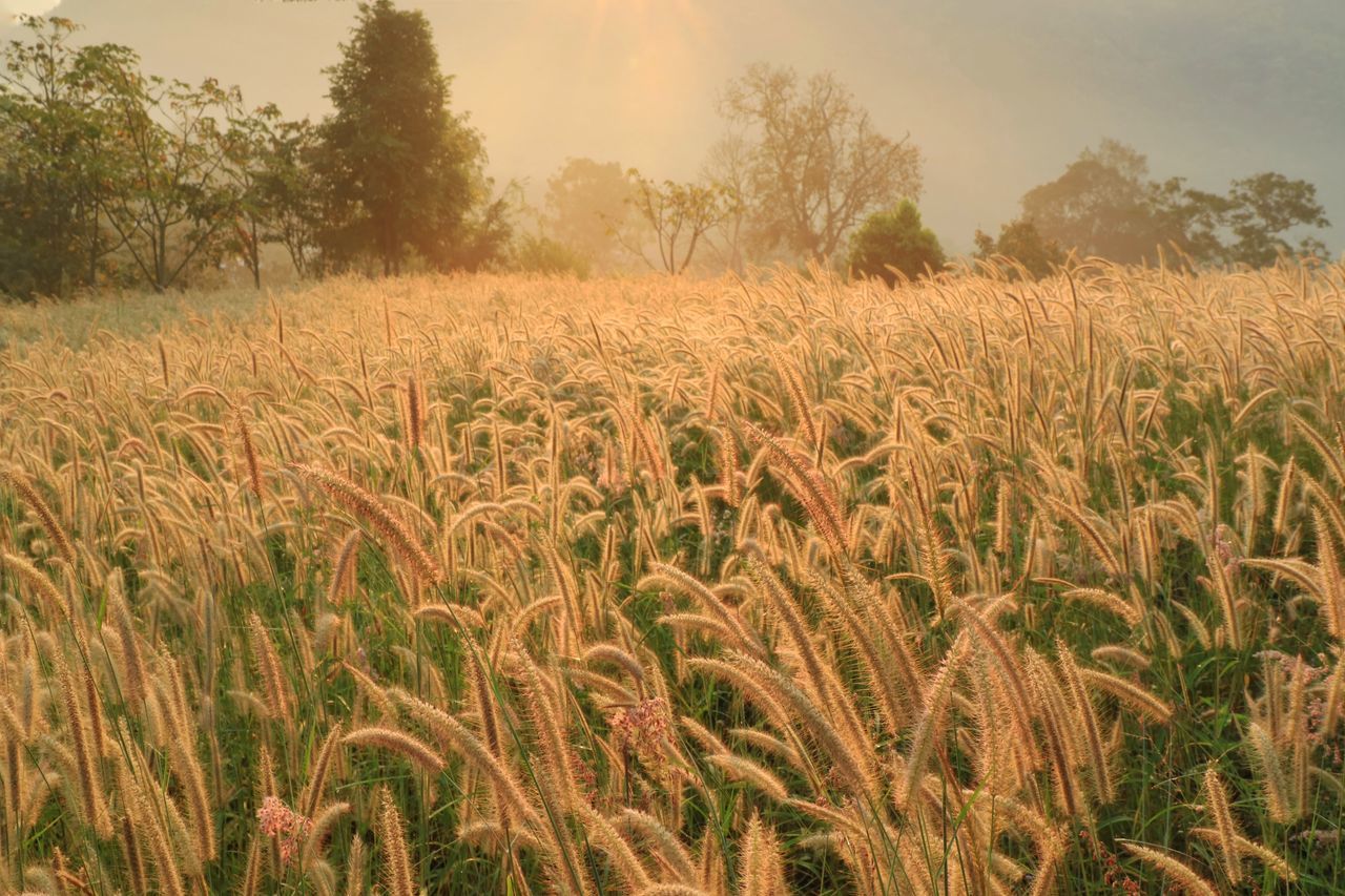 VIEW OF STALKS IN FIELD