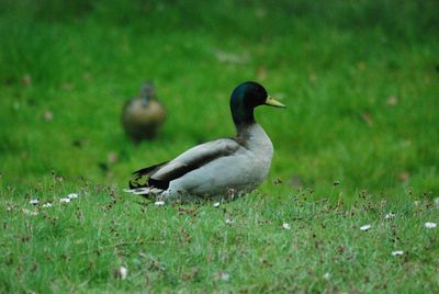 Close-up of duck on field