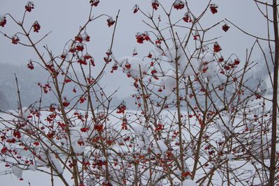 Low angle view of flowering plant against sky during winter