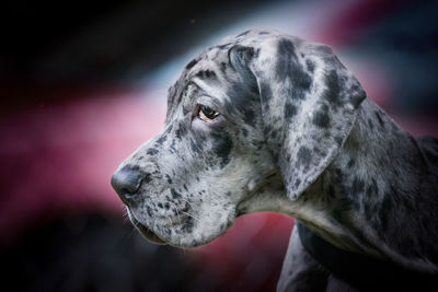 Close-up portrait of dog