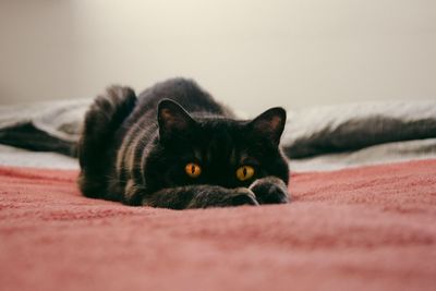 Portrait of black cat on bed at home