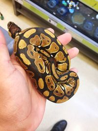 Derick holding a baby python 