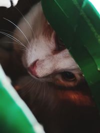 Close-up portrait of a dog