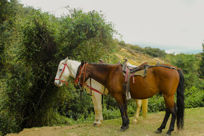 Horse standing in ranch