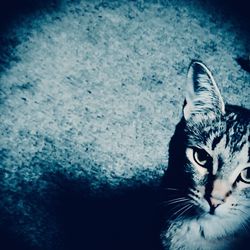 Close-up portrait of a cat