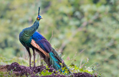 Peacock standing on land