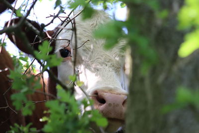 Close-up of cow