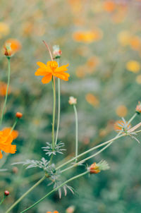 Close-up of orange flowering plant