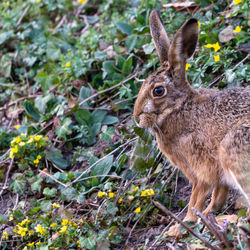 Close-up of rabbit on field