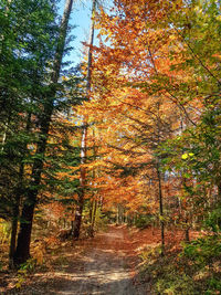 Trees in forest during autumn