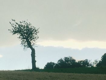 Trees on field against sky