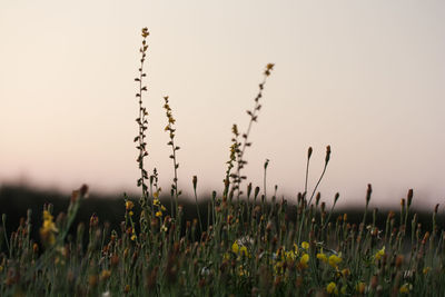 Close-up of plants growing on field against clear sky