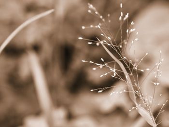 Close-up of dry plant on field