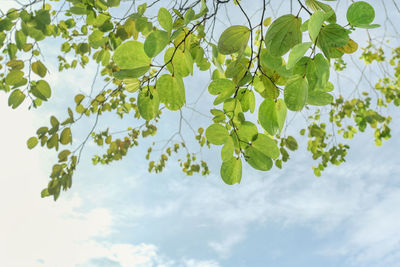 Low angle view of leaves against sky