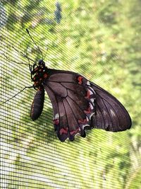 Close-up of butterfly perching on plant