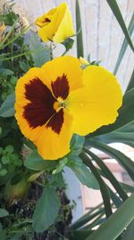 Close-up of yellow flower