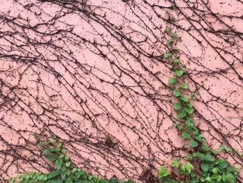 Full frame shot of ivy growing on tree