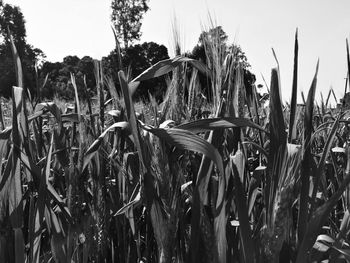 Close-up of plants growing on field against sky